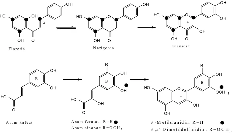 Gambar 2.9. Reaksi biosintesis flavonoid menggunakan senyawa bertanda (Dixon  et al., 2002) 