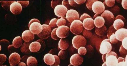 Gambar 2.12 Staphylococcus aureus  