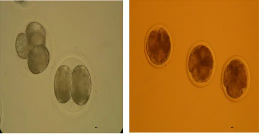 Gambar 5.4. Embrio yang memiliki Blatokista setelah di Kultur selama 7  hari. 
