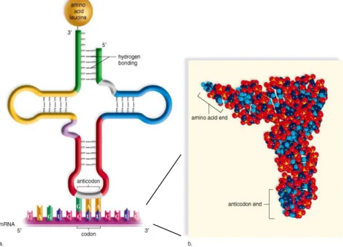 Gambar 6.4. Struktur RNA. 
