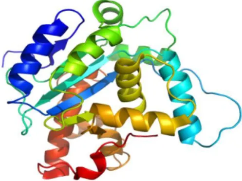 Gambar 6.5. Struktur Protein 