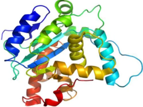 Gambar 6.5. Struktur Protein 
