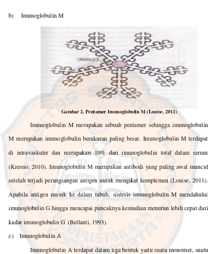 Gambar 2. Pentamer Imunoglobulin M (Louise, 2011) 
