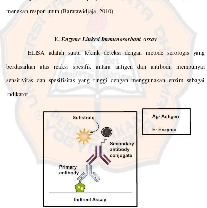 Gambar 4. Indirect ELISA  (Amrita University, 2012) 