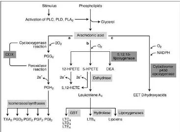 Gambar 2.3.3 Metabolik asid arachidonic 