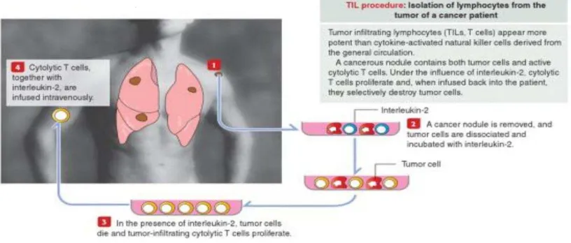 Gambar 2.2.Adoptive cell transfer (Kierszenbaum dan Tres, 2012) 