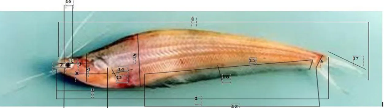 Gambar 1. Sketsa Pengukuran Morfometrik Ikan Lais K.limpok 