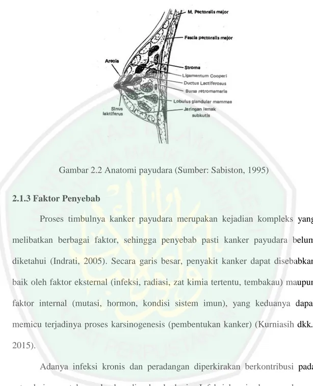 Gambar 2.2 Anatomi payudara (Sumber: Sabiston, 1995)  2.1.3 Faktor Penyebab 