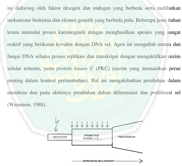 Gambar 2.3 Tahapan karsinogenesis (Sumber: Weinstein, 1988) 