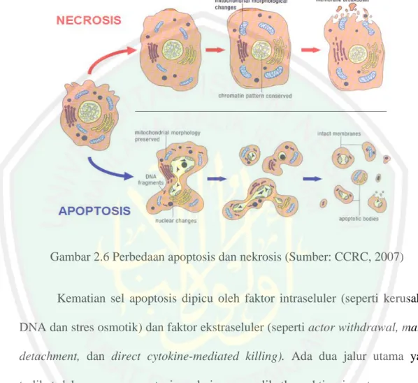 Gambar 2.6 Perbedaan apoptosis dan nekrosis (Sumber: CCRC, 2007) 