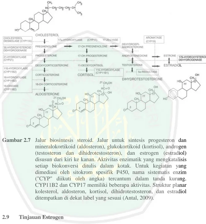 Gambar 2.7  Jalur  biosintesis  steroid.  Jalur  untuk  sintesis  progesteron  dan  mineralokortikoid (aldosteron), glukokortikoid (kortisol), androgen  (testosteron  dan  dihidrotestosteron),  dan  estrogen  (estradiol)  disusun dari kiri ke kanan