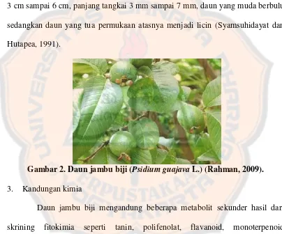Gambar 2. Daun jambu biji (Psidium guajava L.) (Rahman, 2009). 