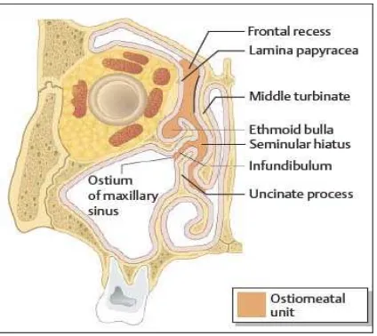 Gambar 2.2 Kompleks ostiomeatal (See et al. 2007) 