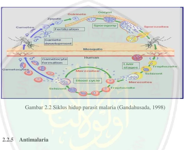 Gambar 2.2 Siklus hidup parasit malaria (Gandahusada, 1998) 