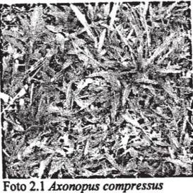 Foto 2.1  Axonopus compressus 