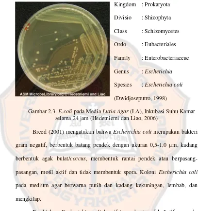 Gambar 2.3. E.coli pada Media Luria Agar (LA), Inkubasi Suhu Kamar 