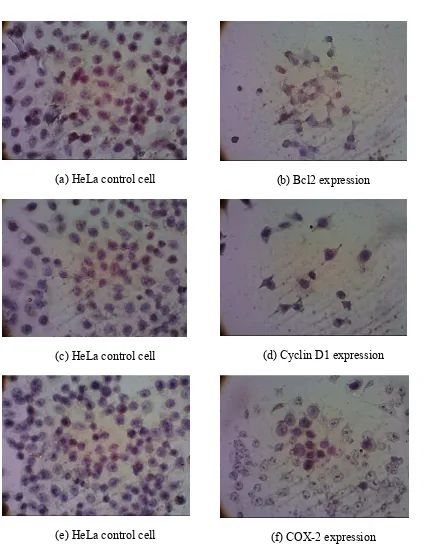 Figure 2. Expression of Bcl2, cyclin D1, and COX�2 after treatment of PAN 1/5 IC50 (15.26 µg/mL) observed by immunocytochemistry assay 