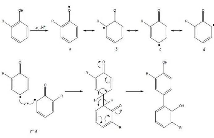 Gambar 2. Reaksi pembentukan dan penggabungan radikal fenoksil (Bruneton, 1999). 