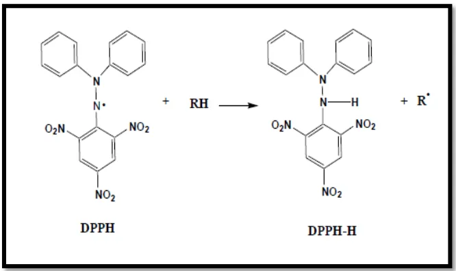 Gambar 8. Reduksi DPPH oleh senyawa antioksidan (Prakash, Rigelhof, dan Miller, 2001)