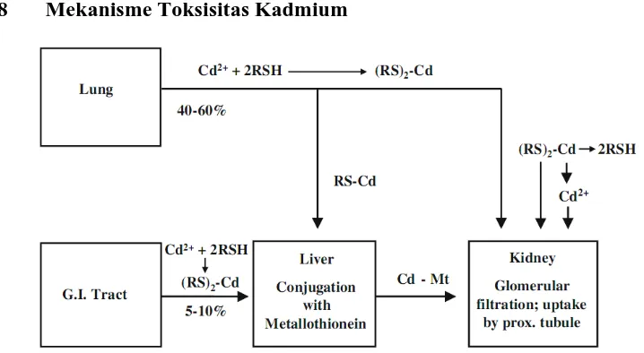 Gambar 2.1 Skema Absorbsi dan Distribusi Kadmium dalam Tubuh (Sumber Prozialeck et al, 2010) 