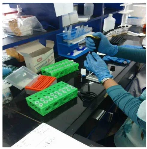 Gambar 5.  Pemindahan Sampel Urin ke dalam Lempeng Mikro untuk Pemeriksaan Beta 2 Mikroglobulin Urin 