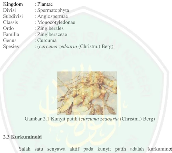 Gambar 2.1 Kunyit putih (curcuma zedoaria (Christm.) Berg) 