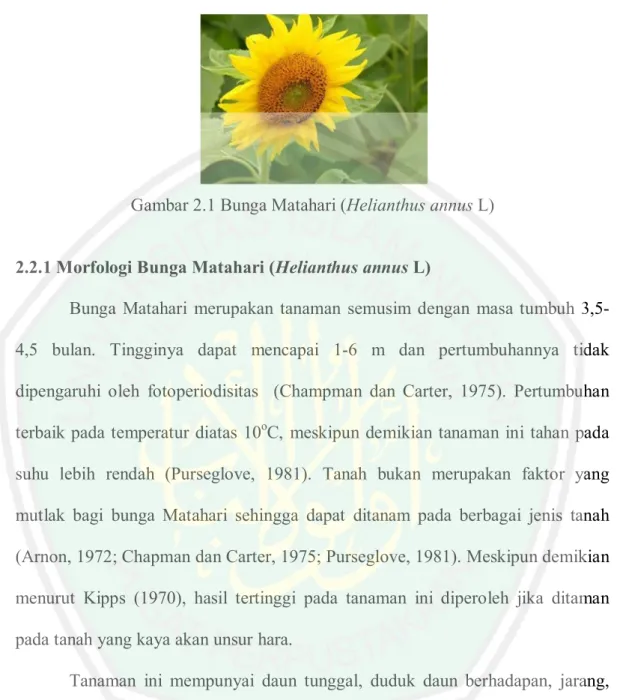 Gambar 2.1 Bunga Matahari (Helianthus annus L)
