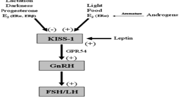 Gambar 4. Pengaruh KiSS1 pada aksis HPA.  