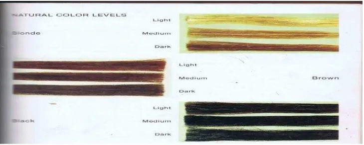 Gambar  3.1. Natural Color Levels (Dalton,1985). 