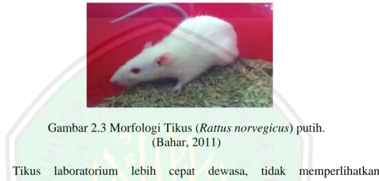 Gambar 2.3 Morfologi Tikus (Rattus norvegicus) putih. 