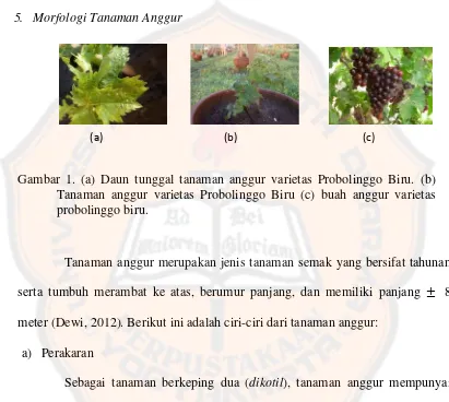 Gambar 1. (a) Daun tunggal tanaman anggur varietas Probolinggo Biru. (b)