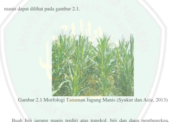 Gambar 2.1 Morfologi Tanaman Jagung Manis (Syukur dan Aziz, 2013) 