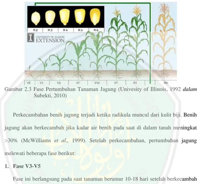 Gambar  2.3  Fase  Pertumbuhan  Tanaman  Jagung  (Univesity  of  Illinois,  1992  dalam  Subekti, 2010) 