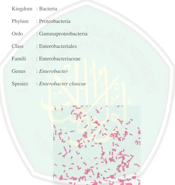 Gambar 2.4 Morfologi Enterobacter cloacae (Brook et al., 2010) 