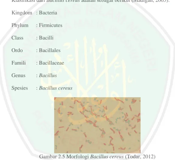 Gambar 2.5 Morfologi Bacillus cereus (Todar, 2012) 
