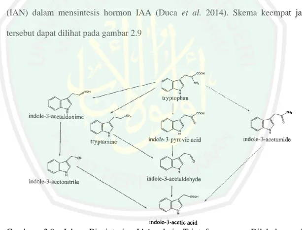 Gambar  2.9  Jalur  Biosintesis  IAA  dari  Triptofan  yang  Dilakukan  oleh  Mikroorganisme (Normanly et al., 1995) 