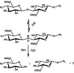 Gambar 2.9 Proses Hidrolisis Selulosa (B. L. Peng, 2011) sintesis nanoselulosa. Hidrolisis asam melibatkan depolimerisasi rantai selulosa dengan pemecahan secara hidrolitik pada ikatan glikosida