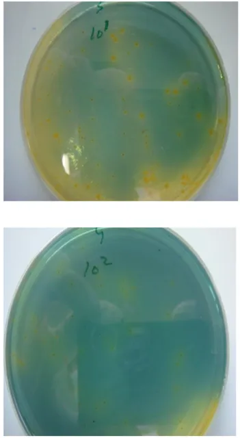 Gambar 1.   G ambaran bentuk koloni bakteri           yang berwarna kuning ketika hitung           koloni V.cholerae O1 pada kedua me                        dium TCBS