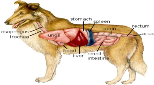 Gambar 2.2 : Organ Internal Pada Anjing  (Sumber : Allen, 2013) 