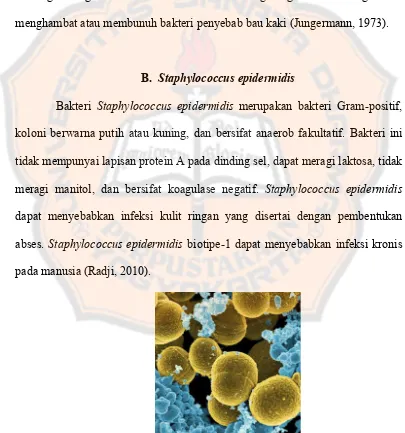 Gambar 1.  Staphylococcus epidermidis (Anonim, 2013) 