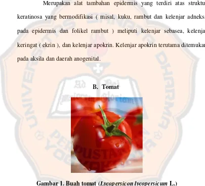 Gambar 1. Buah tomat (Lycopersicon lycopersicum L.) 