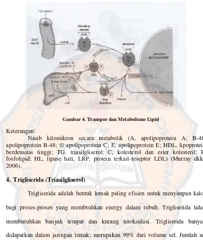 Gambar 4. Transpor dan Metabolisme Lipid