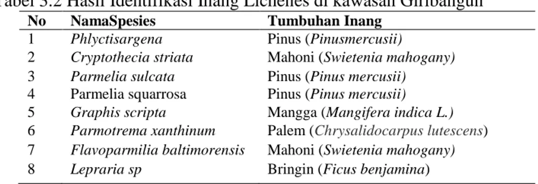 Tabel 3.2 Hasil Identifikasi Inang Lichenes di kawasan Giribangun 