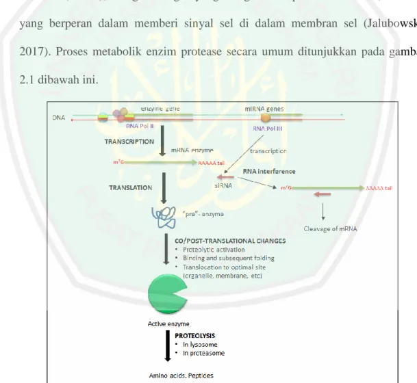 Gambar 2.1 Proses sintesis enzim protease (Jakubowski, 2017). 