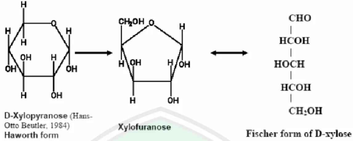 Gambar 2.3 Alur Proses Perubahan dari D- Xylopyranose menjadi D-Xylose  (Rangaswamy, 2003 dalam Widianti, 2010) 