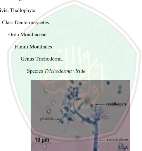 Gambar 2.7 Morfologi Kapang Trichoderma viride (Neethu dkk, 2012)  Trichoderma viride adalah kapang tanah yang dikenal luas di berbagai daerah