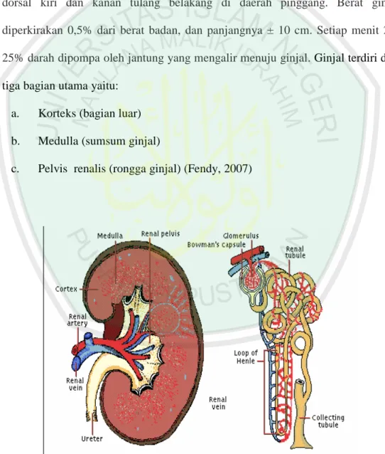 Gambar 2.2. Struktur ginjal dan nefron (Noer, 2006) 