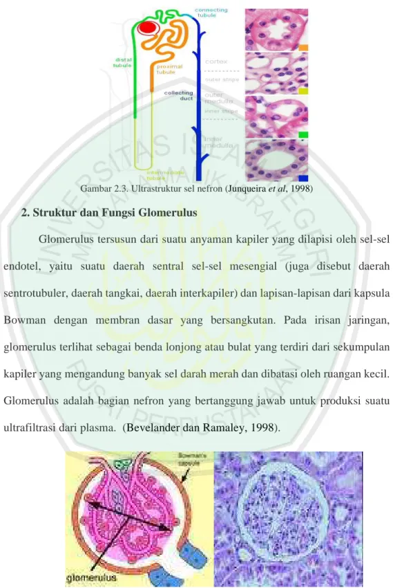 Gambar 2.3. Ultrastruktur sel nefron (Junqueira et al, 1998)  2. Struktur dan Fungsi Glomerulus 