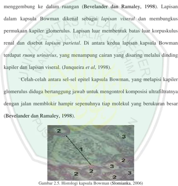 Gambar 2.5. Histologi kapsula Bowman (Slomianka, 2006)  4. Struktur dan Fungsi Tubulus Kontortus Proksimal 
