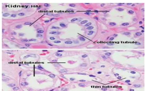 Gambar 2.6. Histologi tubulus distal (Slomianka, 2006)
